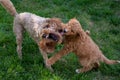 Two Goldendoodles play fighting in the grass Royalty Free Stock Photo