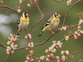 Two goldfinch on a branch of sakura with pink flowers