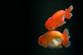 Goldfish isolated on black or dark background