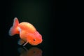 Goldfish isolated on black or dark background