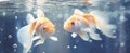 two goldfish in an aquarium swimming in circles Royalty Free Stock Photo