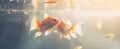 two goldfish in an aquarium swimming in circles Royalty Free Stock Photo