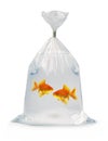 Two Goldfish in a bag Royalty Free Stock Photo