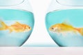 two goldfish facing each other in separate fish bowls studio shot