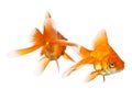 Two goldfish isolated