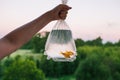 Two goldfish in plastic packaging. Female hand holds package with fishes. In the background forest, trees, bushes and Royalty Free Stock Photo