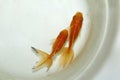 Two goldfish on small bowl