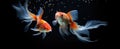 two goldfish swimming together in an aquarium Royalty Free Stock Photo