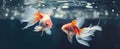 two goldfish swimming together in an aquarium Royalty Free Stock Photo