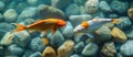 Two Goldfish Swimming Together Royalty Free Stock Photo