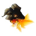 Two Goldfish on White Royalty Free Stock Photo