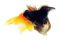 Two Goldfish on White Royalty Free Stock Photo