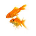 Two goldfishes on white