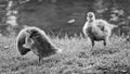 Two goose babies at BÃÂ¼rgerpark, Braunschweig Royalty Free Stock Photo