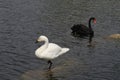 Two swan swim in the lake Royalty Free Stock Photo