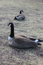 Two Gooses Idling on the Lake Bank in Central Park,New York