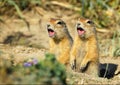 Two gophers Royalty Free Stock Photo