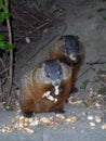 Two Gophers