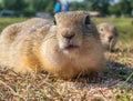 Two gophers are looking at camera on the grassy meadow. Close-up, selective focus Royalty Free Stock Photo