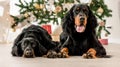 Gordon setter dogs in Christmas time Royalty Free Stock Photo