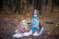 Two gorgeous Afghan hounds in beautiful shawls