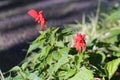 Two Gorgeous Bright Red Flowers and a Lot of Green Leaves