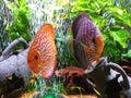 Two gorgeous discus lovers pair male female full grown posing for photo very beautiful tribal body markings fresh water fish