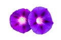 Two gorgeous flowers morning-glory, close-up, ipomoea, convolvulus flower Royalty Free Stock Photo