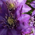 Two gorgeous purple clematis flowers Royalty Free Stock Photo