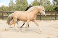 Two gorgeous stallions running together Royalty Free Stock Photo
