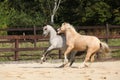 Two gorgeous stallions running together Royalty Free Stock Photo