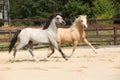 Two gorgeous stallions running together Royalty Free Stock Photo