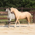 Two gorgeous stallions running together Royalty Free Stock Photo