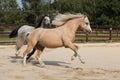 Two gorgeous stallions running together Royalty Free Stock Photo