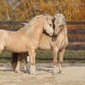 Two gorgeous welsh pony stallions playing together Royalty Free Stock Photo