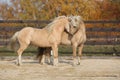 Two gorgeous welsh pony stallions playing together Royalty Free Stock Photo