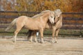 Two gorgeous welsh pony stallions playing together Royalty Free Stock Photo