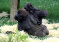 Two gorillas in an embrace