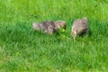 Two goslings in green grass. Goose chick grazing in a spring meadow Royalty Free Stock Photo