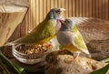 Two Gouldian Finches with blue-gray heads. One with white and the other with purple breasts. Royalty Free Stock Photo