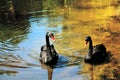 Two Graceful Black Swan Swimming