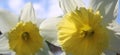 Daffodil delicate floral spring mood background Royalty Free Stock Photo