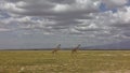 Two graceful giraffes are walking on the endless African savanna