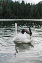 Two graceful swans of black and white color with red beaks are swimming on a lake. Swans are reflected in the water