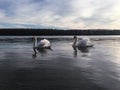 Graceful swans in evening