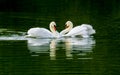 Two graceful swans dancing on green water mirror of lake