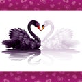 Two graceful swans in love Royalty Free Stock Photo