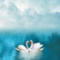 Two graceful swans in love reflecting in calm emerald water