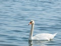 Graceful white swan Cygnus olor swimming on a lake or sea Royalty Free Stock Photo