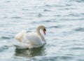 Graceful white swan Cygnus olor swimming on a lake or sea Royalty Free Stock Photo